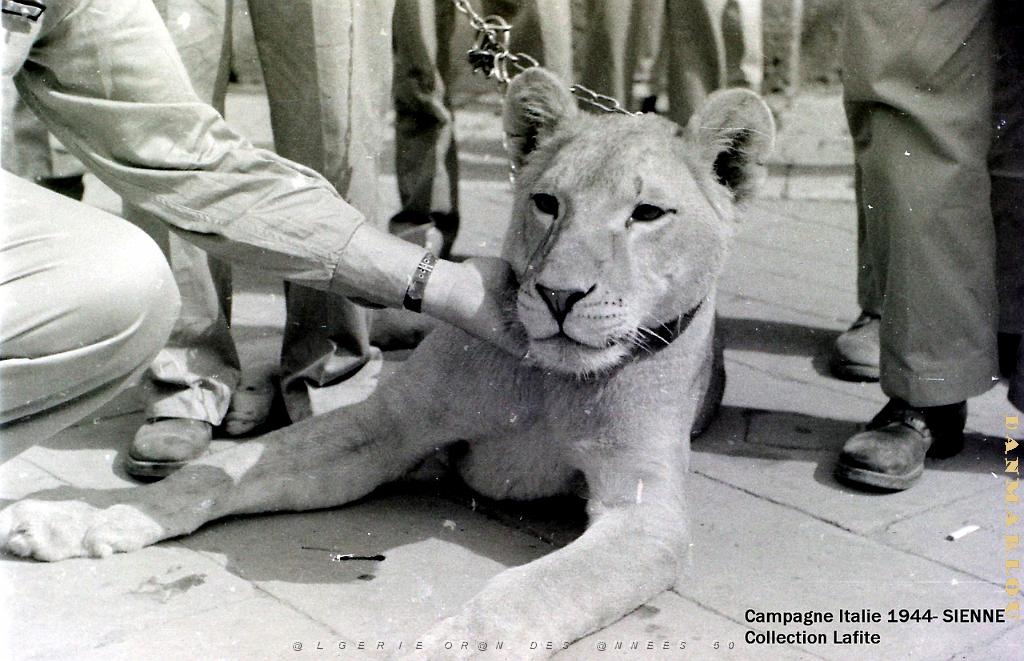 CAMPAGNE D ITALIE 1944 SIENNE  14 JUILLET   (1).JPG